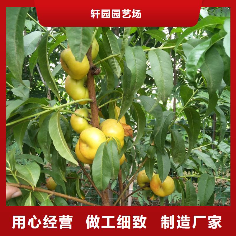 桃葡萄苗甄选好厂家