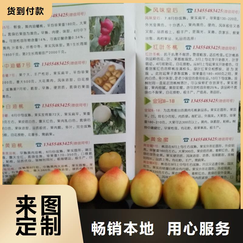 桃葡萄苗甄选好厂家