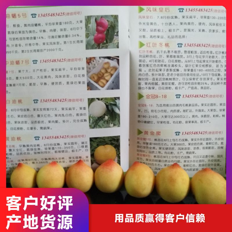 桃樱桃苗设备齐全支持定制