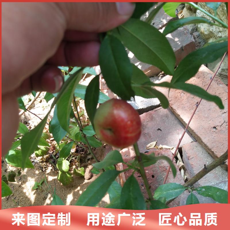 黑桃树苗育苗基地襄樊