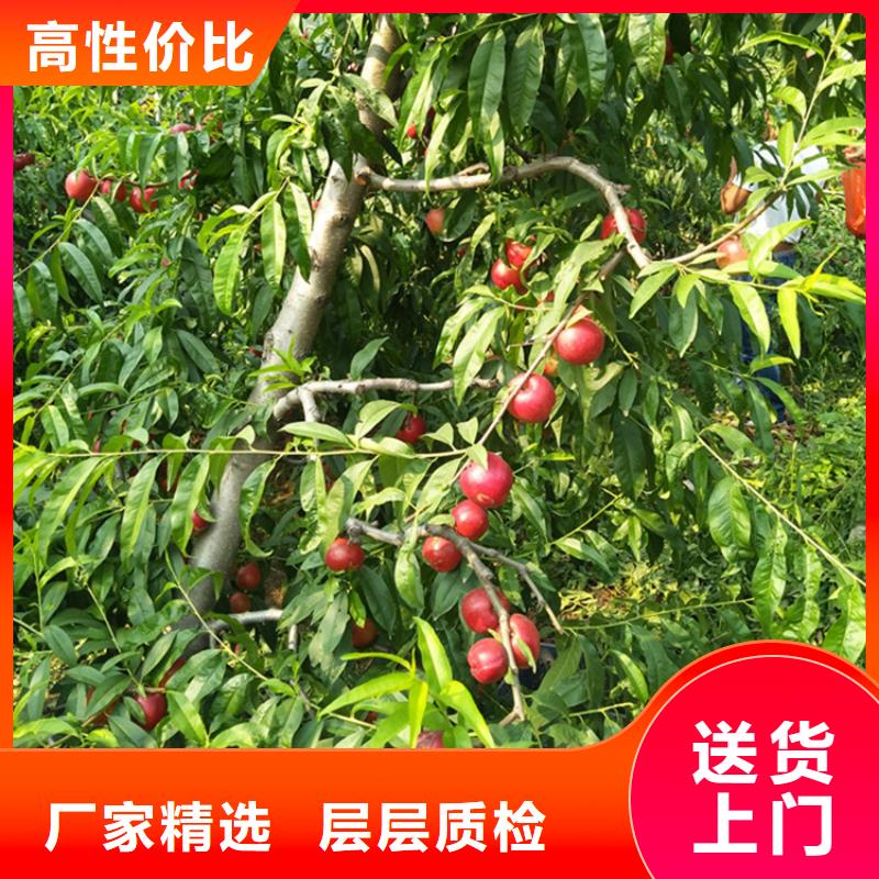 【桃】无花果苗用心做品质