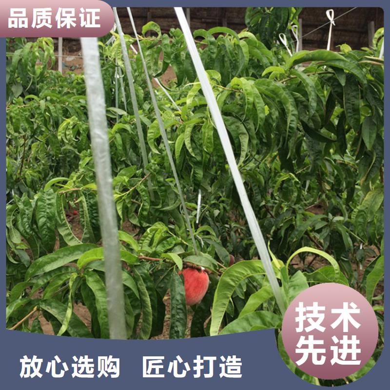 桃葡萄苗甄选好厂家