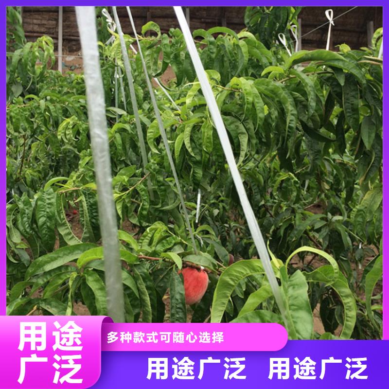 桃-无花果苗老客户钟爱