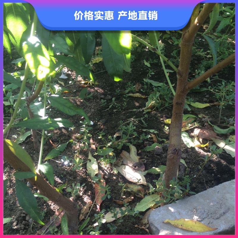 桃-无花果苗老客户钟爱