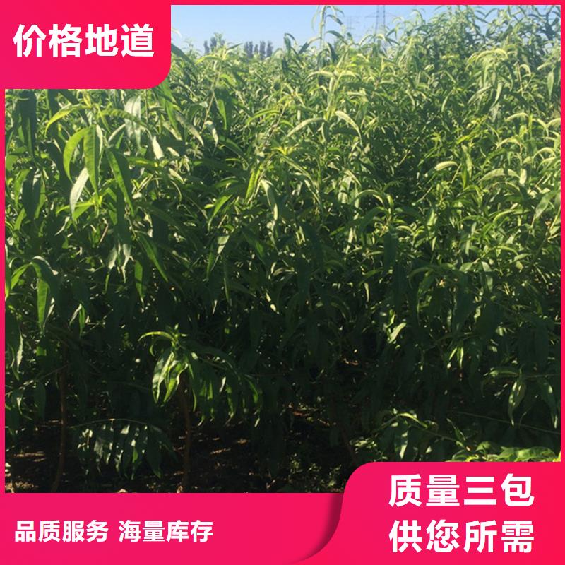 桃-无花果苗老客户钟爱