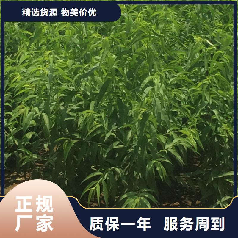 桃樱桃苗好货采购