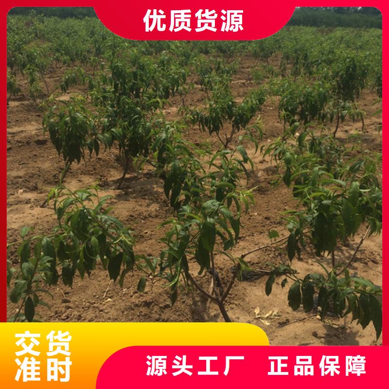 桃-无花果苗老客户钟爱