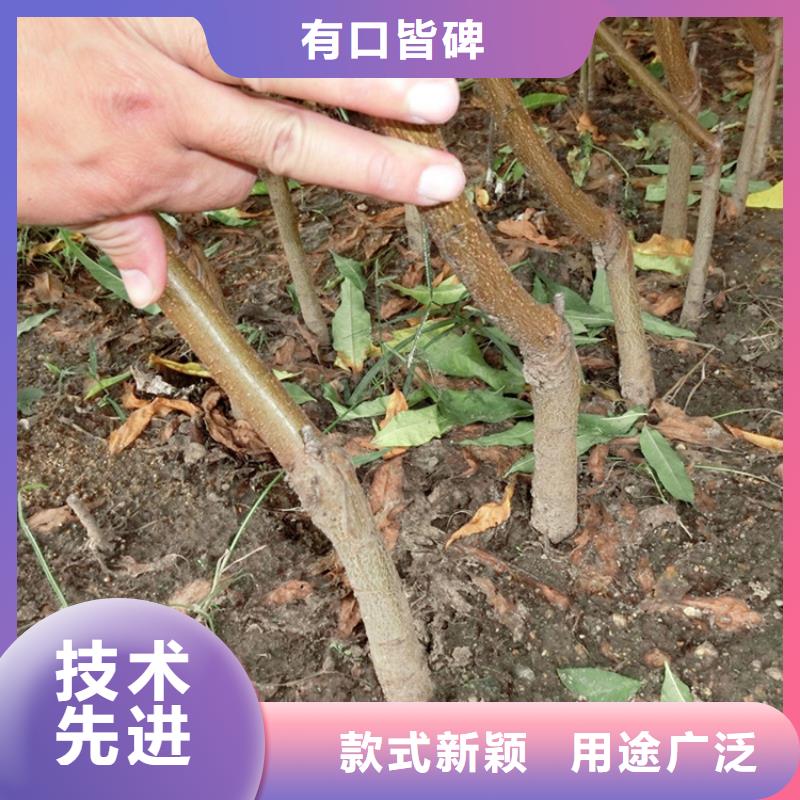 桃樱桃苗设备齐全支持定制