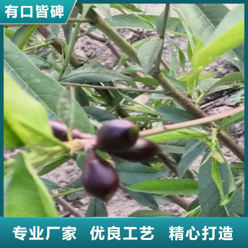 【桃蓝莓苗专业生产品质保证】