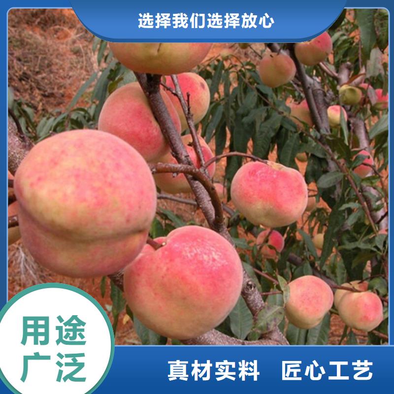 【桃】-桃树苗货源直供