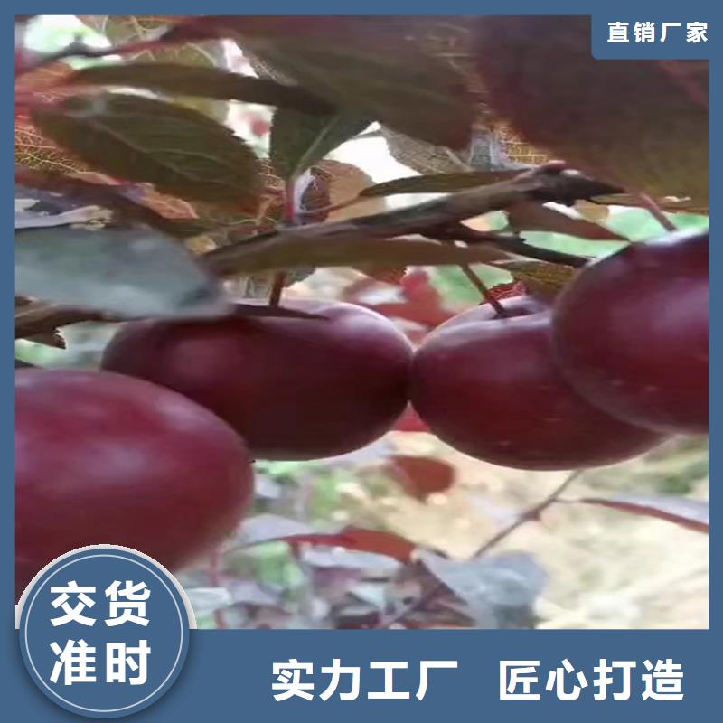 李子李子苗源头实体厂商