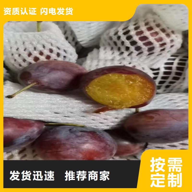 李子_苹果苗从源头保证品质