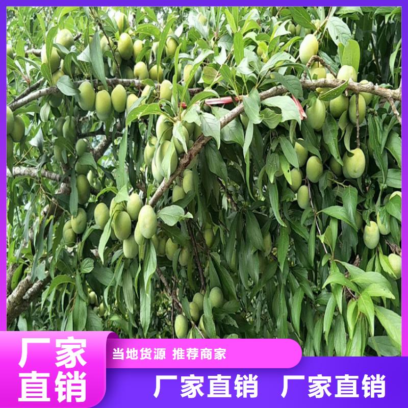 李子樱桃苗严选好货