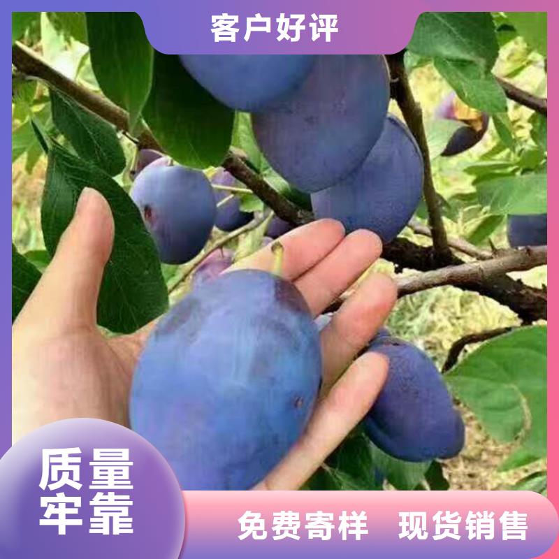 李子板栗苗从源头保证品质