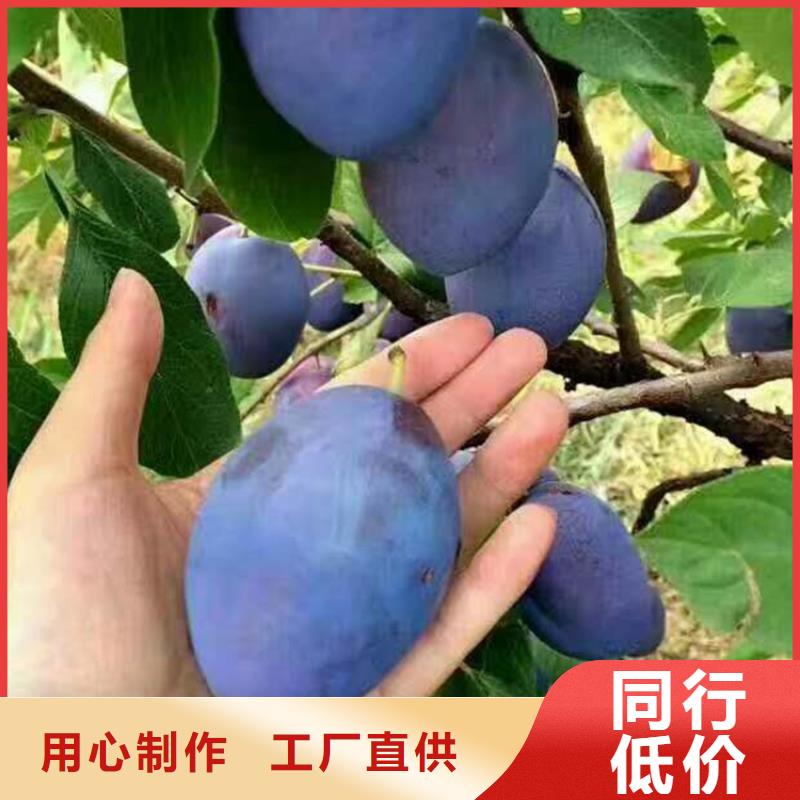 李子石榴树欢迎来电咨询