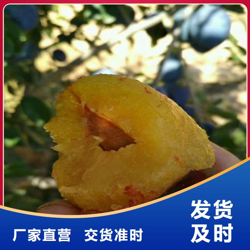 李子李子苗源头实体厂商