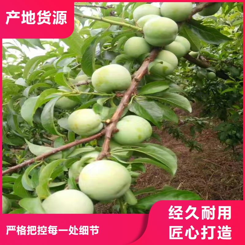 李子板栗苗从源头保证品质