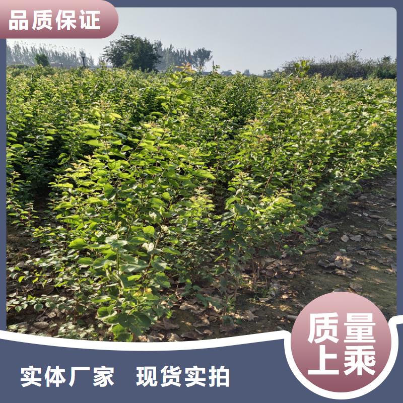 李子李子苗源头实体厂商