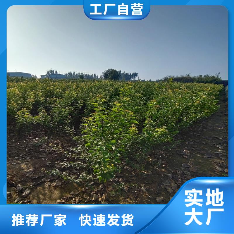 李子板栗苗从源头保证品质