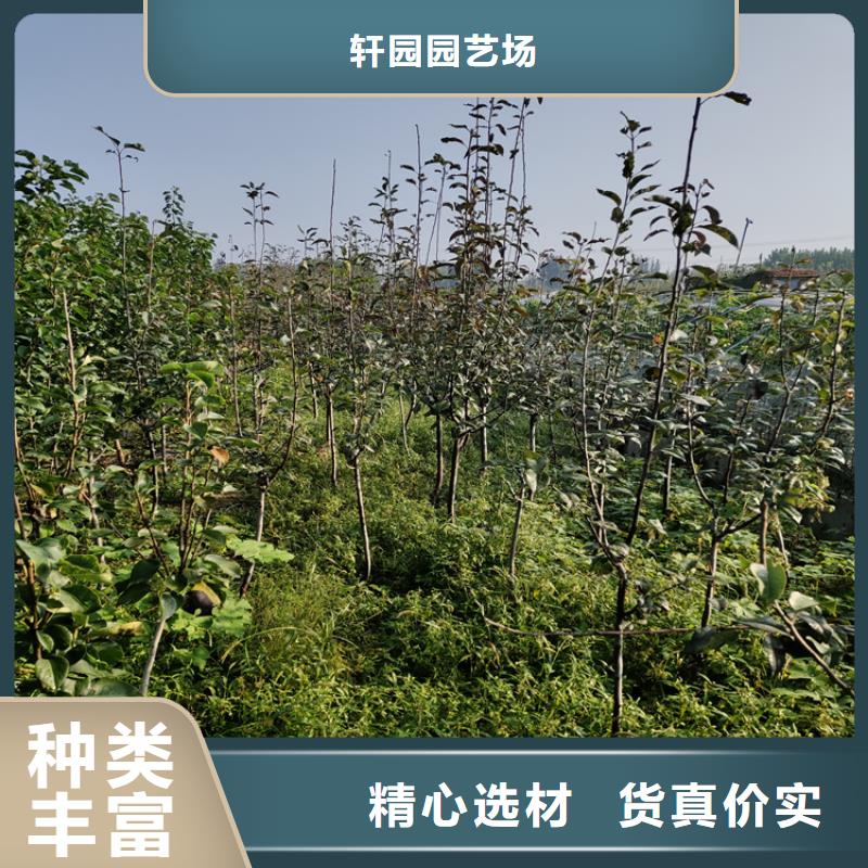李子板栗苗从源头保证品质