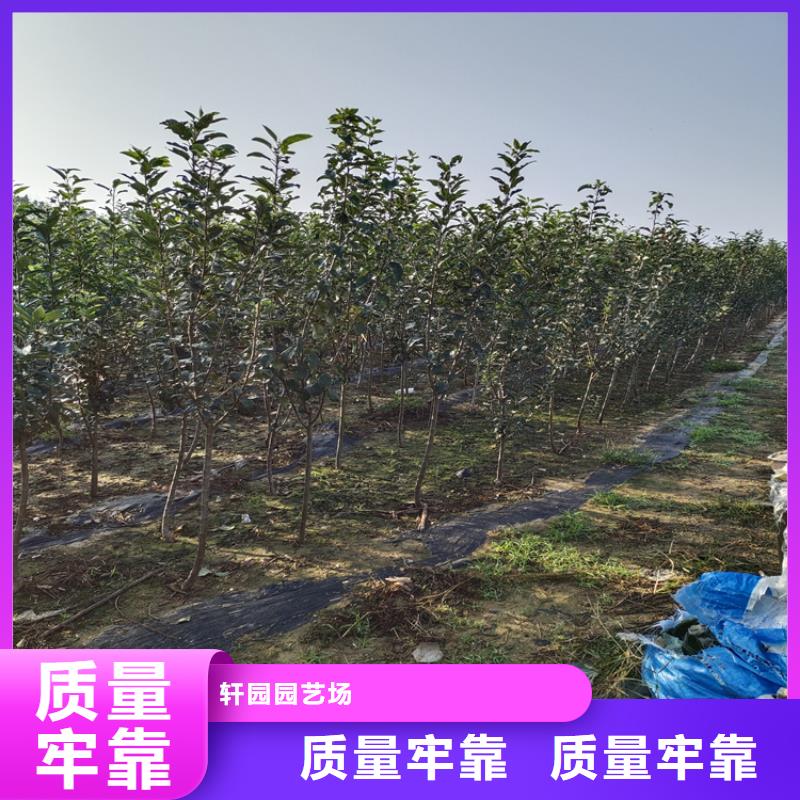 李子板栗苗从源头保证品质