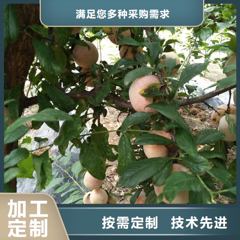 李子李子苗源头实体厂商