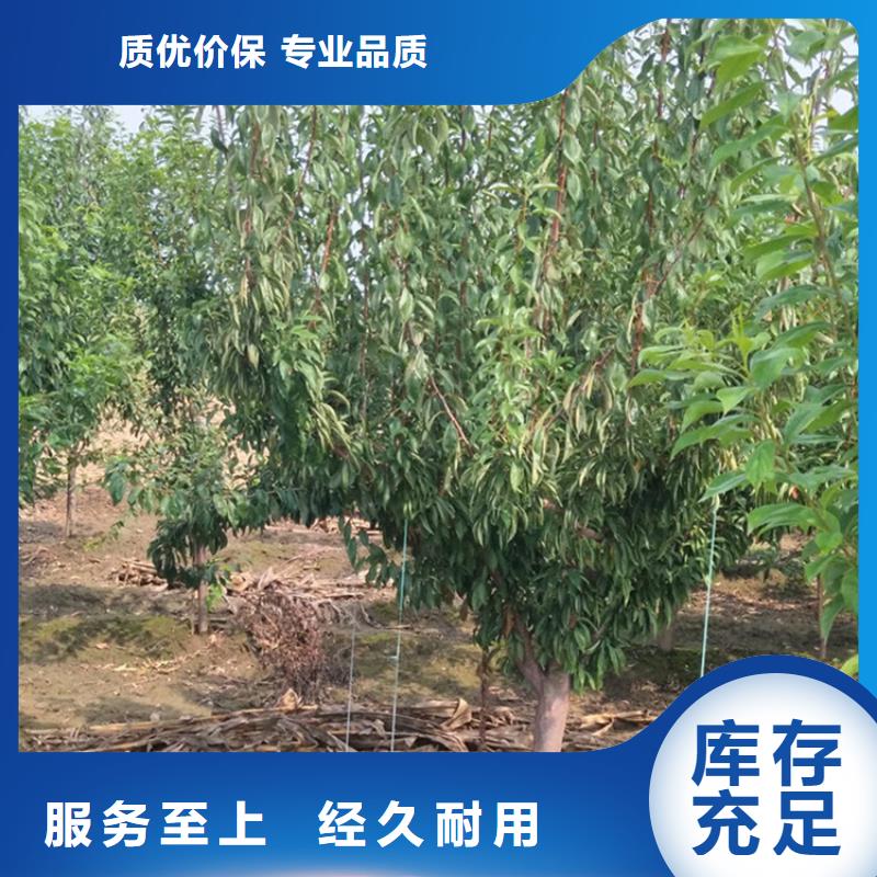 李子樱桃苗严选好货