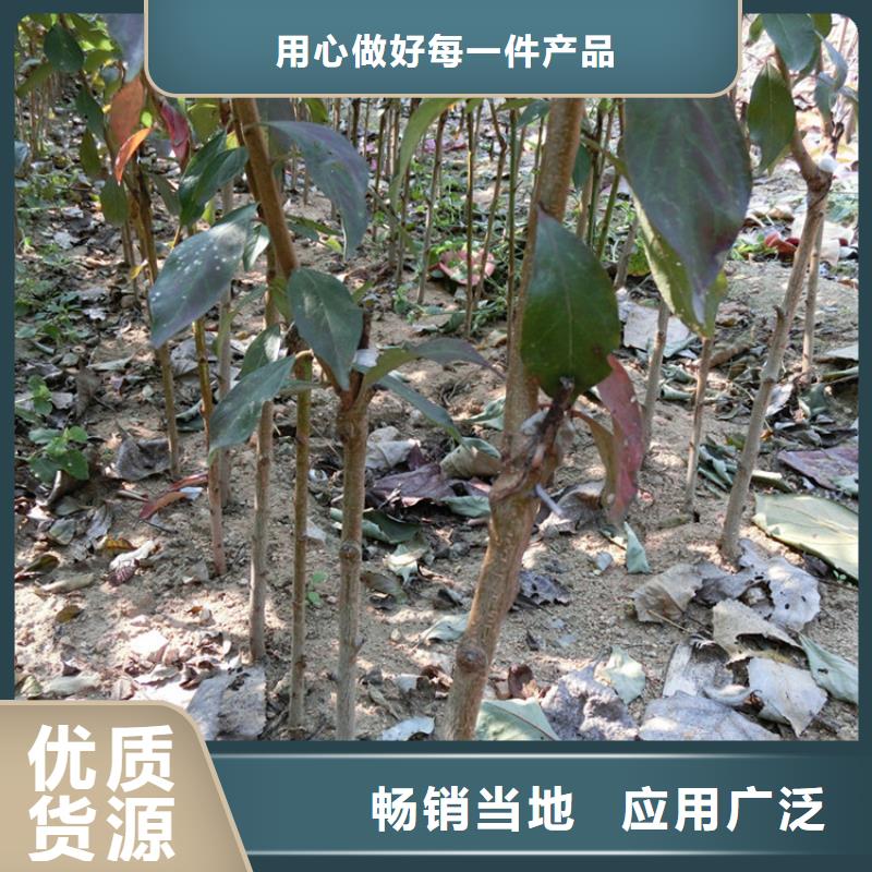 李子板栗苗从源头保证品质