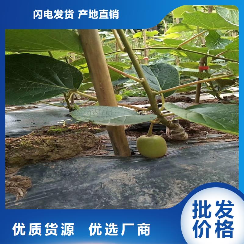 猕猴桃_苹果苗厂家现货供应