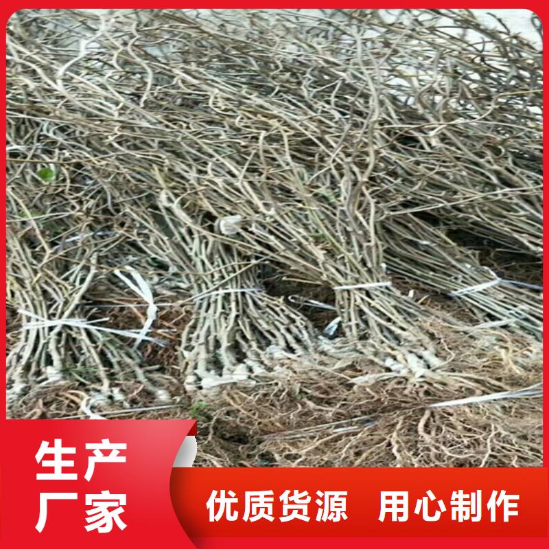 猕猴桃_苹果苗厂家现货供应