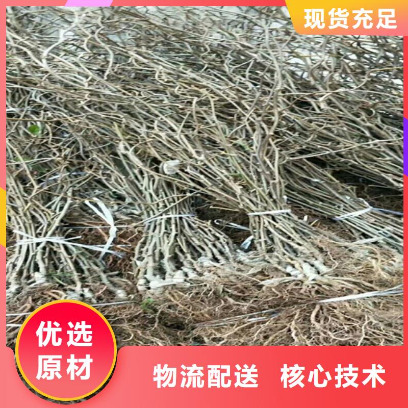 猕猴桃-板栗苗性能稳定