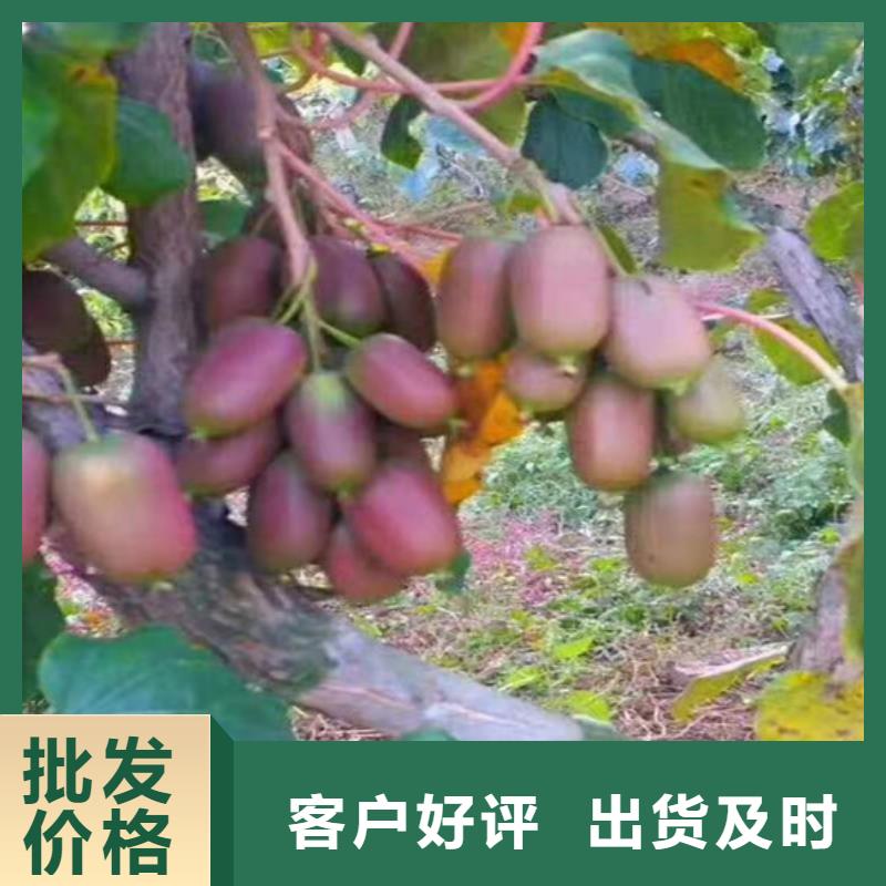 猕猴桃-板栗苗性能稳定