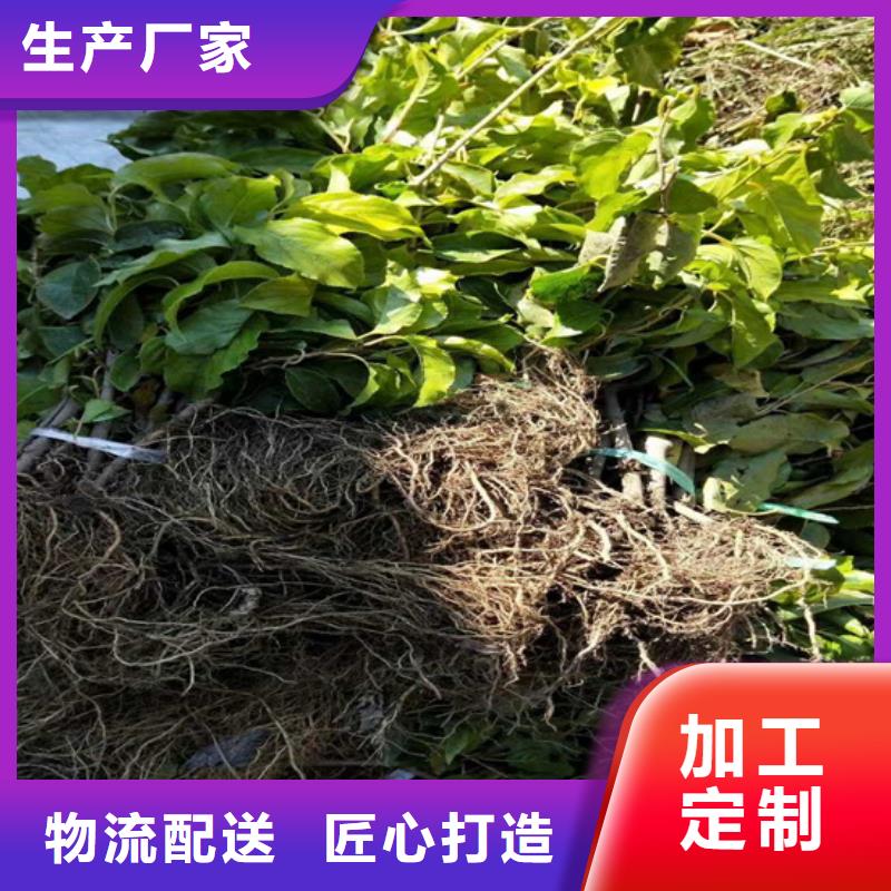 猕猴桃_苹果苗厂家现货供应