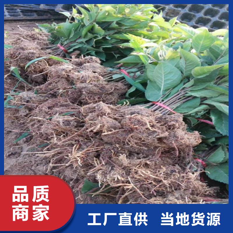 猕猴桃_葡萄苗精工细作品质优良