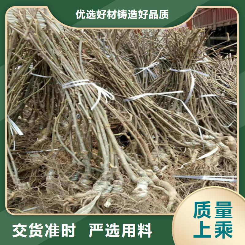 猕猴桃苹果苗支持货到付清