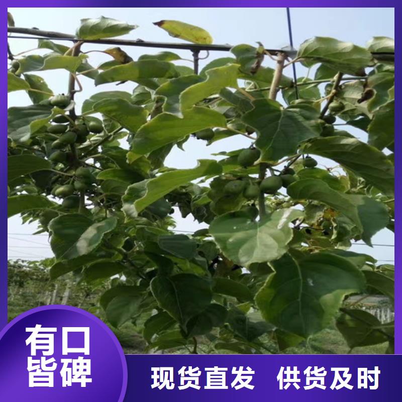 猕猴桃苹果苗支持货到付清