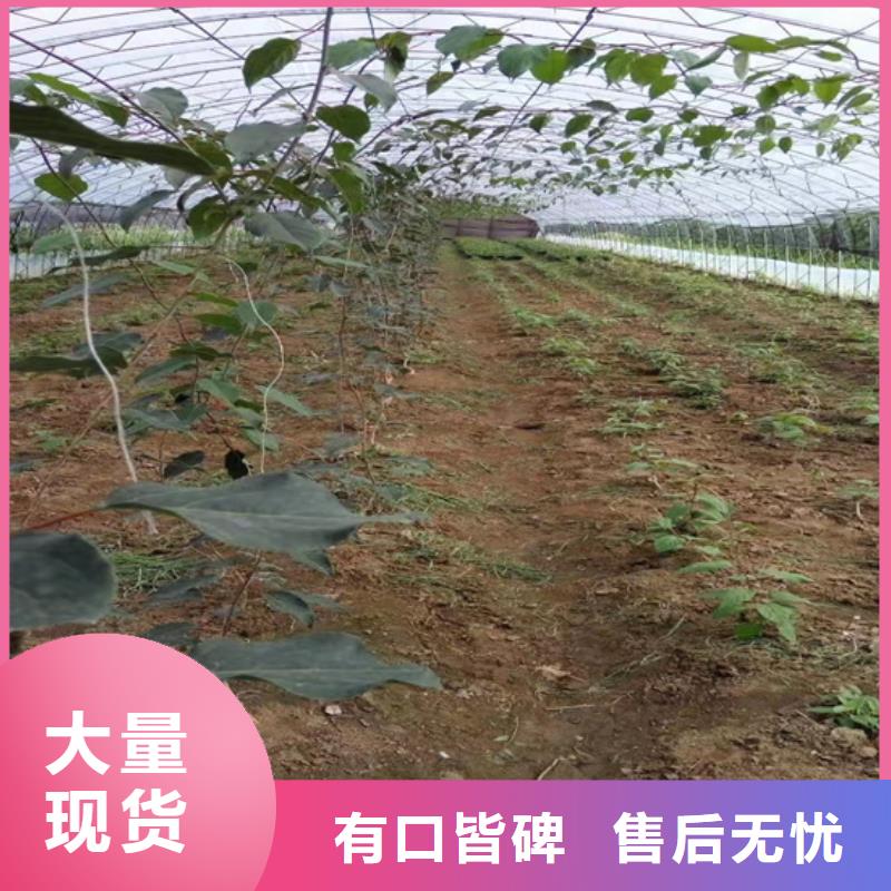 猕猴桃苹果苗好产品好服务
