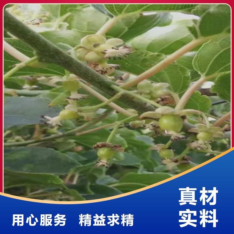 猕猴桃苹果苗好产品好服务