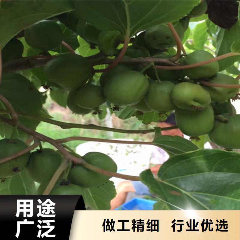 猕猴桃苹果苗好产品好服务