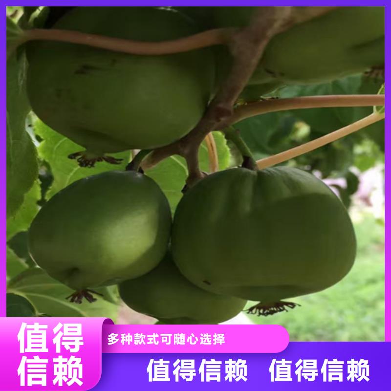 猕猴桃苹果苗好产品好服务