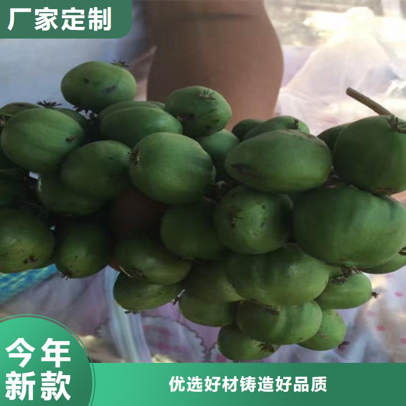 猕猴桃-板栗苗性能稳定