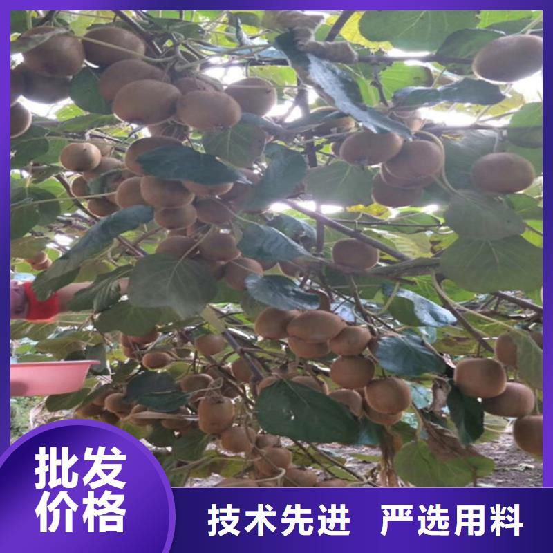 猕猴桃_苹果苗厂家现货供应