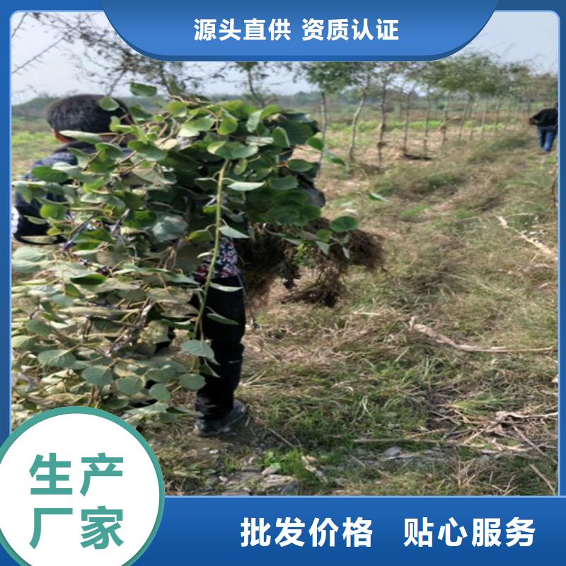 猕猴桃苹果苗支持货到付清