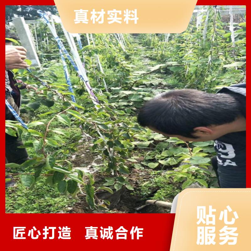 猕猴桃苹果苗好产品好服务