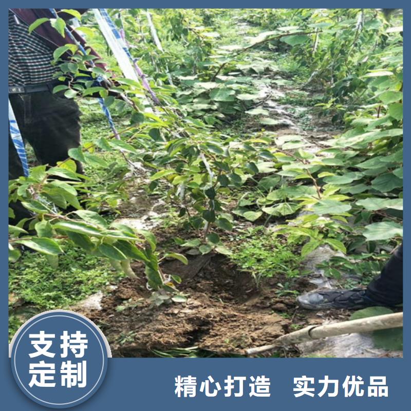 猕猴桃苹果苗好产品好服务