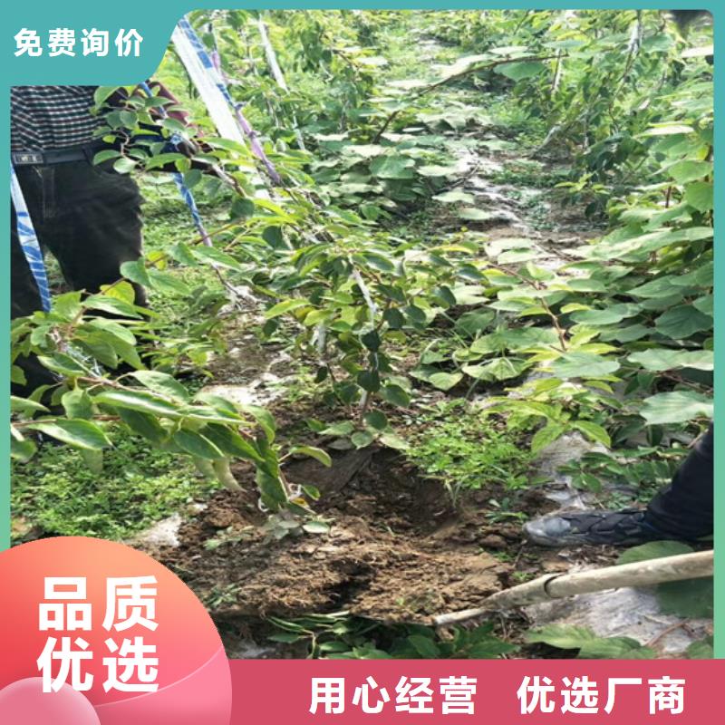 猕猴桃苹果苗支持货到付清
