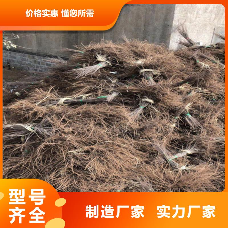 猕猴桃_苹果苗厂家现货供应