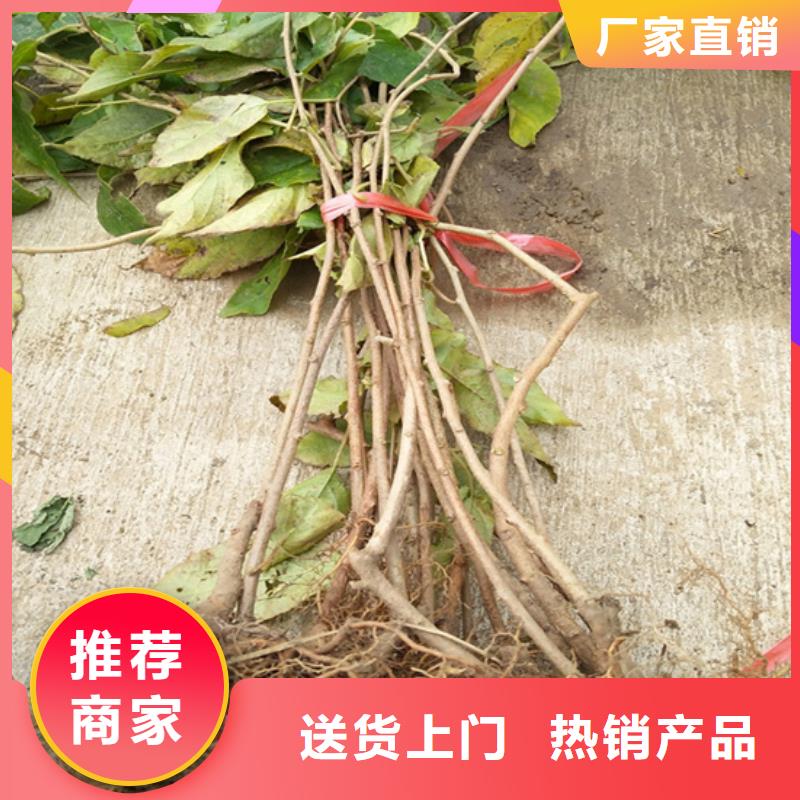 猕猴桃-板栗苗性能稳定