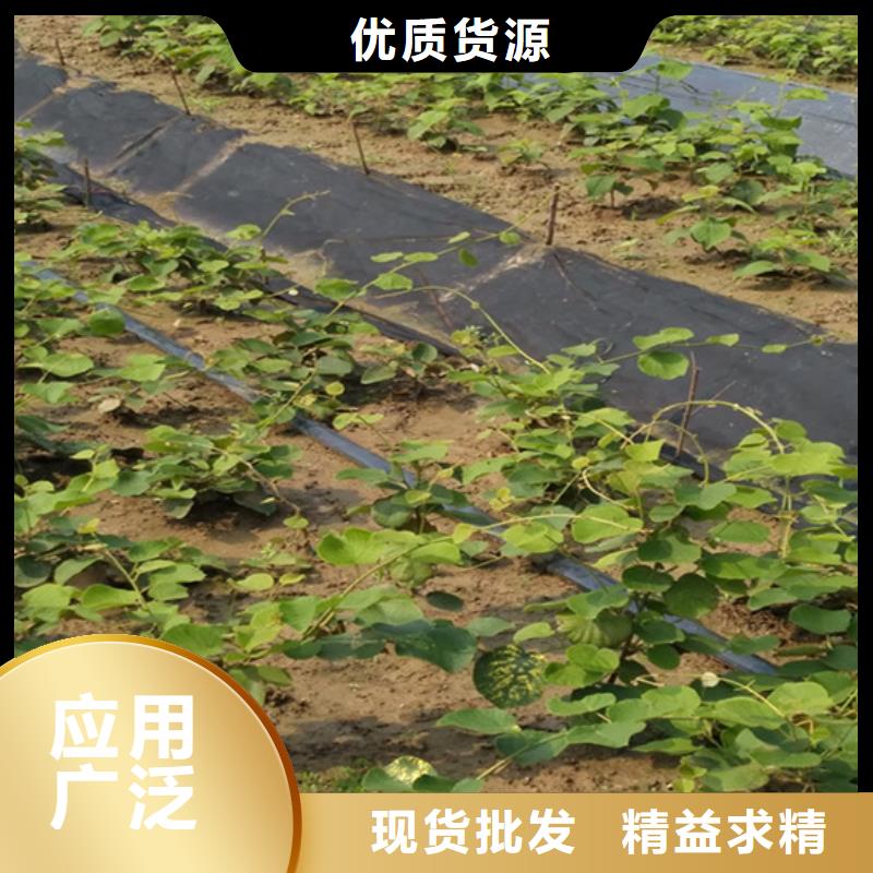 猕猴桃_苹果苗厂家现货供应