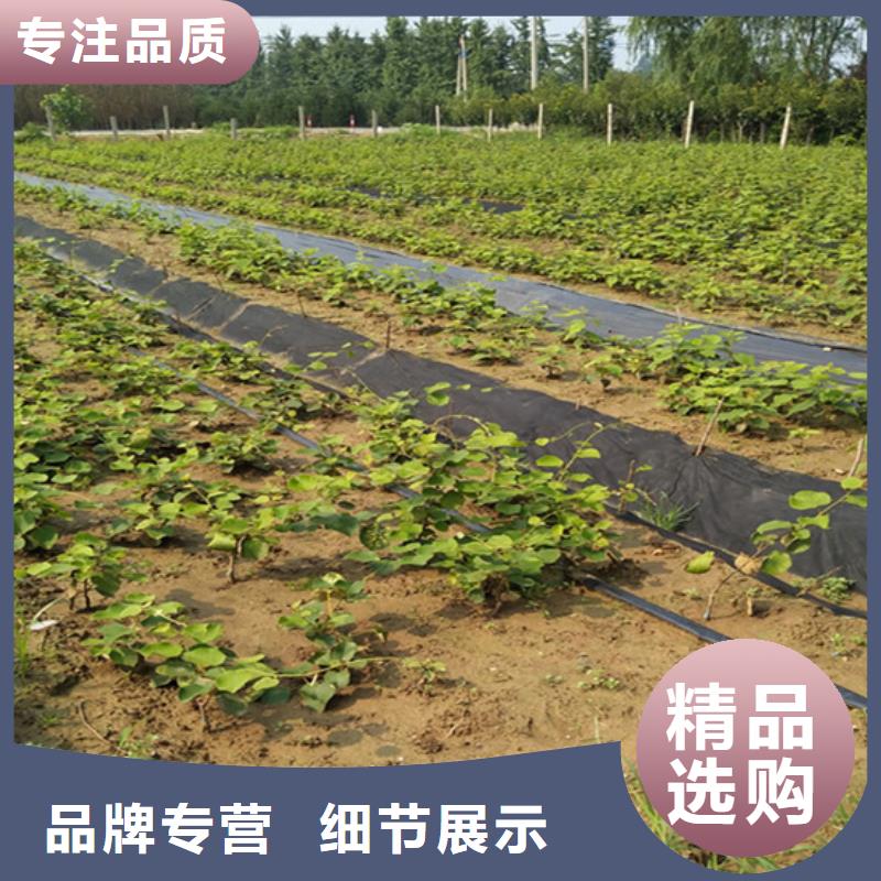猕猴桃苹果苗好产品好服务